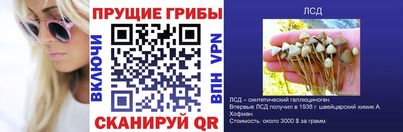гидра ссылки  Спасск-Рязанский  Псилоцибиновые грибы Psilocybine cubensis 